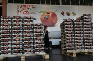 Fruit fly tests in Greece target invasive species threat