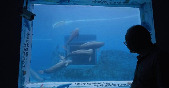 Photos show scientists breeding rare and endangered animals in China’s longest river