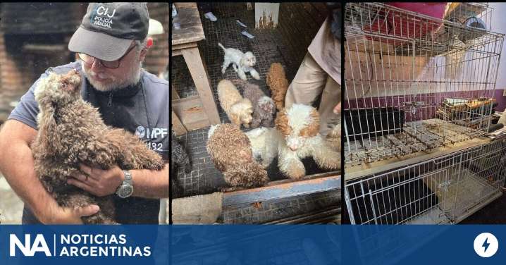 Rescataron a 14 perros caniches hacinados de un criadero ilegal en Flores