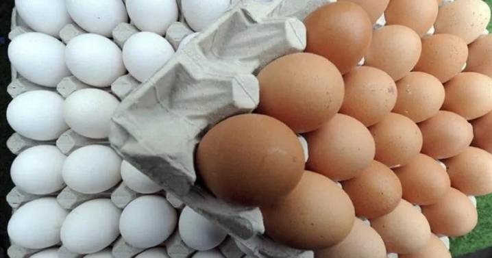 ¿Qué diferencias hay entre los huevos de cáscara blanca y marrón, según los expertos? 