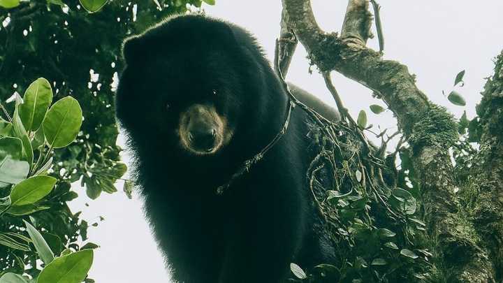 Video | En zona rural de Palmira, un campesino logró avistar un oso de anteojos, especie que se encuentra en peligro de extinción