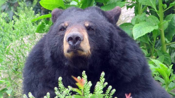 Black bear mother, cub spotted in Dartmouth crossing historic bridge