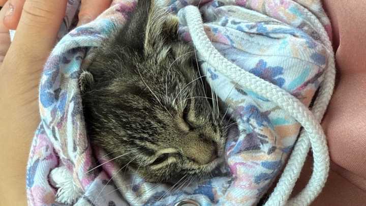 Sturgeon Bay mom, daughter save stray kitten that jumped off the Michigan Street Bridge