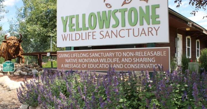Red Lodge to host Yellowstone Wildlife Sanctuary fundraiser