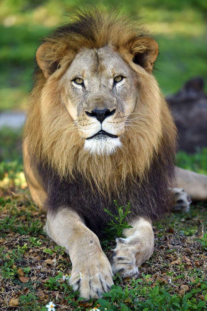 Zoo Miami says its last lion euthanized after long battle with chronic illness