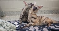 Nashville Zoo welcome new aardwolves to their exhibit