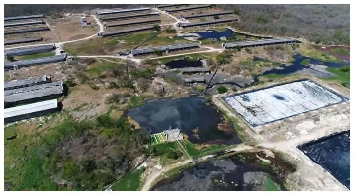 Comunidades mayas denuncian a granjas porcinas por contaminar agua con heces fecales en Yucatán