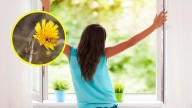 Ni muy temprano ni muy tarde: A esta hora deberías ventilar tu casa en primavera si tienes alergia