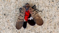 Ryder Cup fans warned over invasive sex-crazed bugs who are at their most rampant and set to terrorise Bethpage course