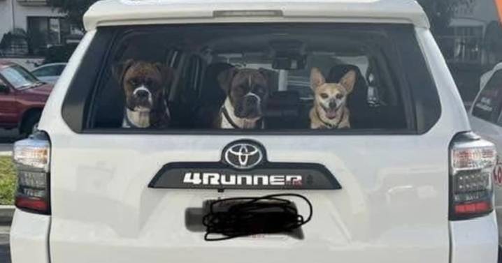 Owner Charged After Dog Votes in Two Elections