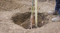 [9 Min] X Fruit Trees To Plant This Fall For A Bountiful Harvest Next Year