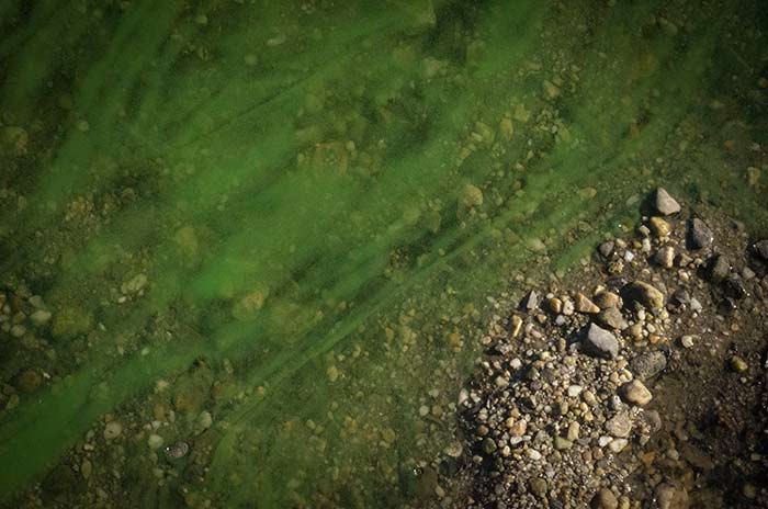Massive toxic algal bloom in Hudson River carries health threats