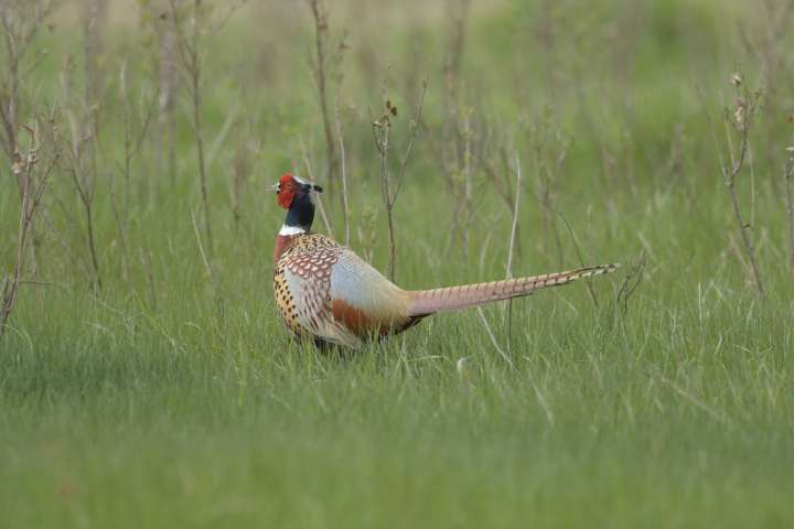 Doug Leier: Numbers alone don’t tell the full story of pheasants in North Dakota