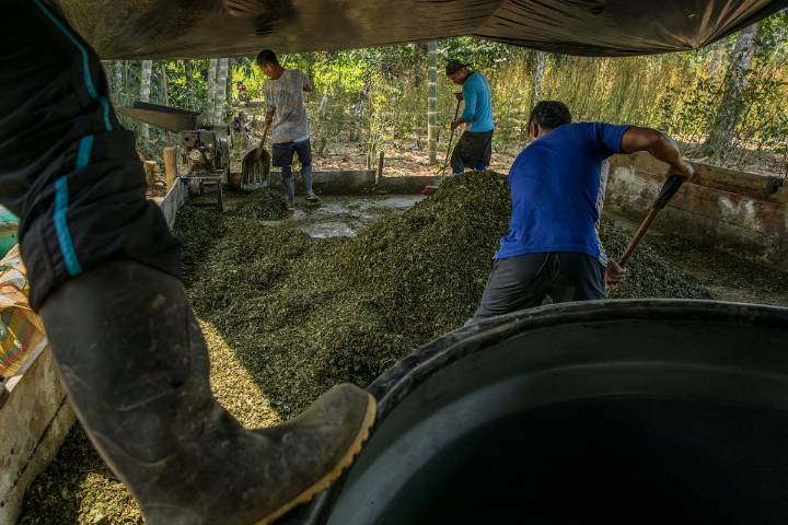 El tráfico de cocaína en Colombia mueve tanto dinero como la industria de la construcción