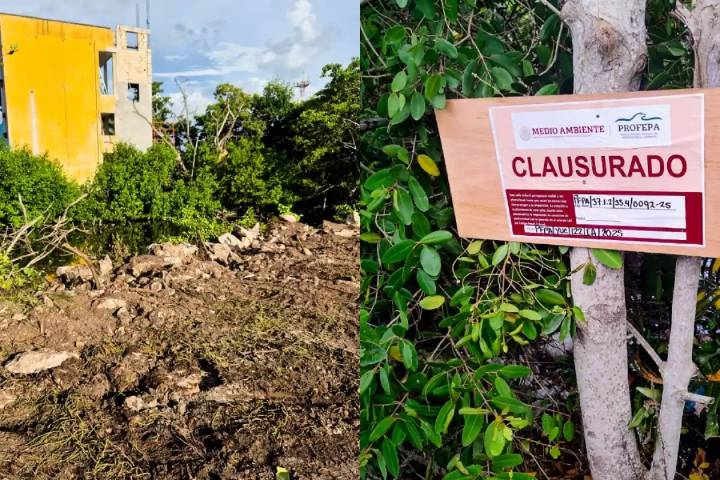 Profepa clausura predio en San Felipe por destrucción de vegetación nativa