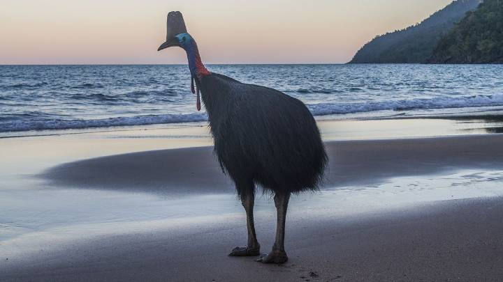What Is the Biggest Bird in the World?