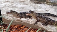Where can you find alligator in Alabama? World Atlas names the top 5 spots