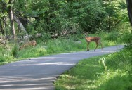 Hidden side paths offer peaceful escape: Our No. 8 Cleveland