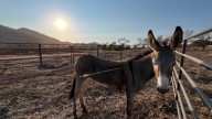 Wild donkey found with arrow lodged in its shoulder in Moreno Valley