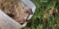 Liberan venado soche, zorros y aves en Cundinamarca tras proceso de recuperación