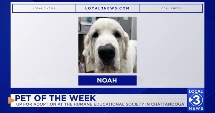 Noah the dog up for adoption at the Humane Educational Society of Chattanooga