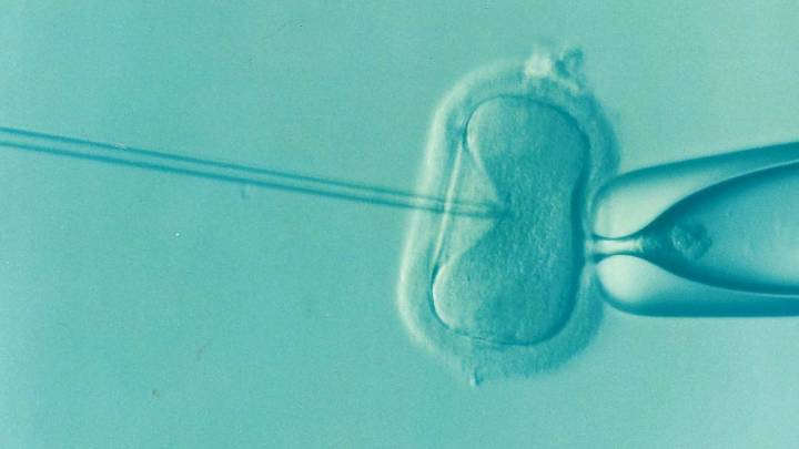 Logran por primera vez generar óvulos humanos potencialmente fecundables a partir de células de la piel