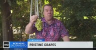 Pristine grapes | Lunch Break with Michael Marks