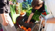 In a collective garden, those tomatoes belong to everyone