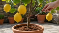 Tirar café usado al pie del limonero: para qué sirve y cuáles son los beneficios