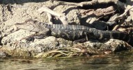 Alligators in Michigan? Officials confirm 'credible' sighting in Detroit area