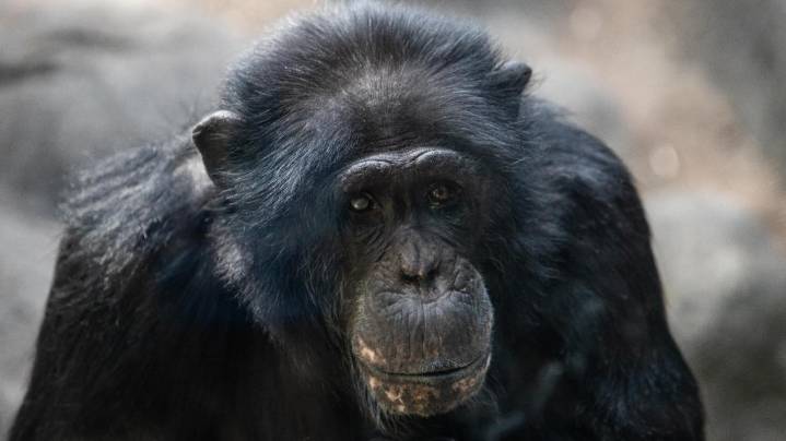 Zoo Knoxville chimp recovering after historic spinal surgery to remove tumor