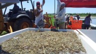 Extienden veda de camarón en tres estados del sureste mexicano