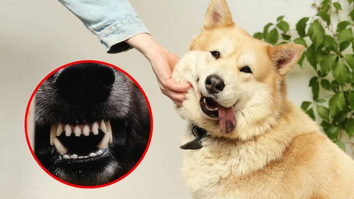 Así puedes acercarte a un perro sin que te muerda, según los expertos
