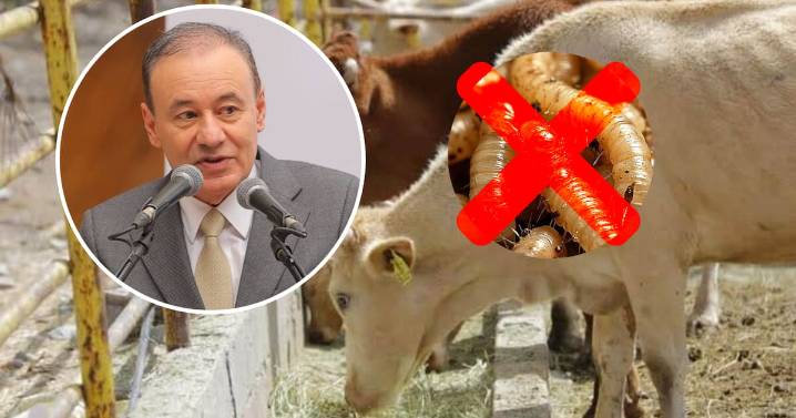 Sonora ha cumplido con requerimientos para evitar la plaga del gusano barrenador: gobernador Durazo