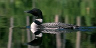 Surveys indicate Vermont loon population thriving