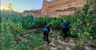 Golpe a un macro-cultivo en El Ejido: más de 2.000 plantas de marihuana incautadas
