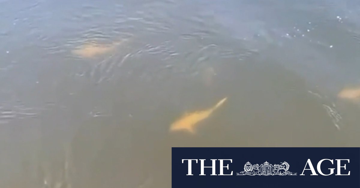 Warning as sharks spotted near site of fatal attack
