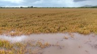 Las lluvias traen alivio al campo valenciano: “Han sido una bendición para cítricos, caquis y olivares”