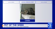 Lucinda the cat up for adoption at the Humane Educational Society of Chattanooga