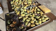Ohio's only native fruit now in season around Greater Cincinnati