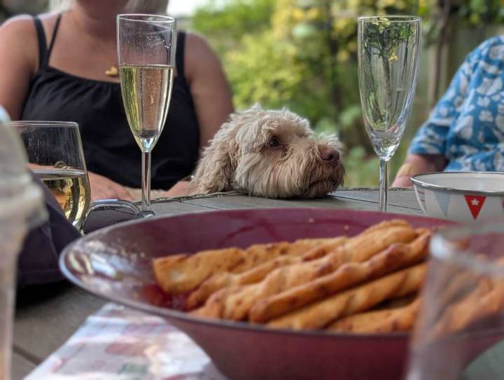 7 essential gadgets for pet lovers