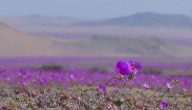 "18" y Desierto Florido: se disparan reservas en Atacama