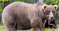 What to know about Fat Bear Week, and the brawny bruins ready to battle for the title