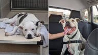 Nebraska Senior Dog Faces Heartbreak In Shelter, Then Her Life Changes Forever