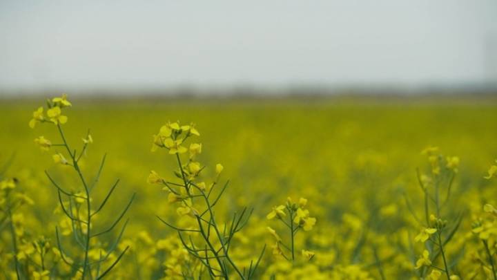 Canola exports to China down but not at zero