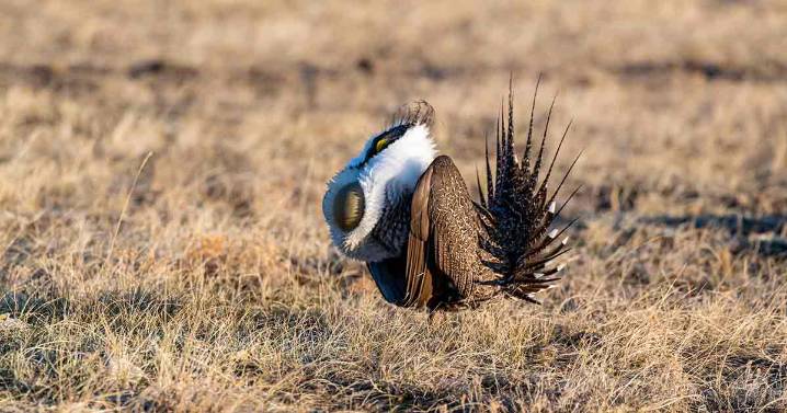 More Sage-Grouse Seen During Spring 2025 Lek Counts