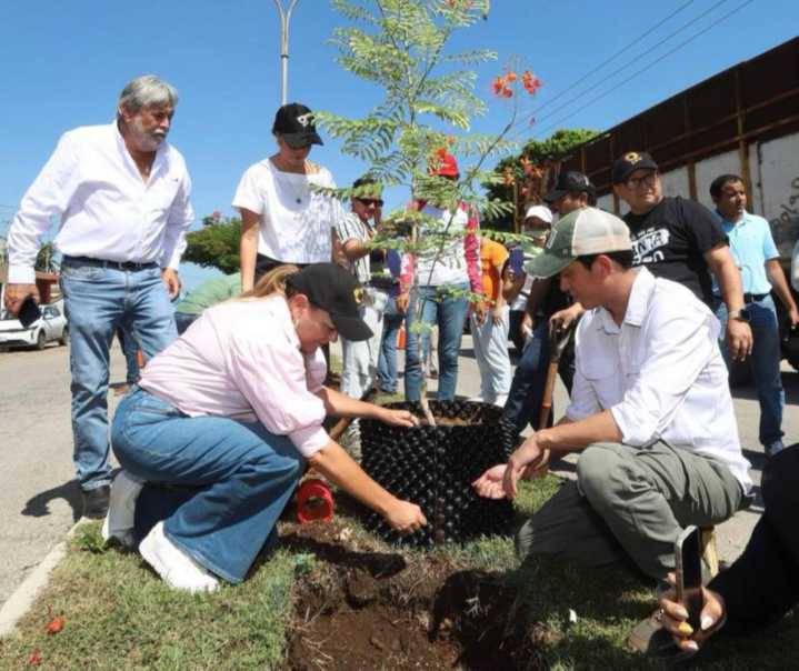 Plantan árboles más resistentes en calles de Mérida