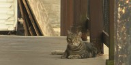 Quincy’s ‘Courtyard Cats’ use local fame to champion worthy causes