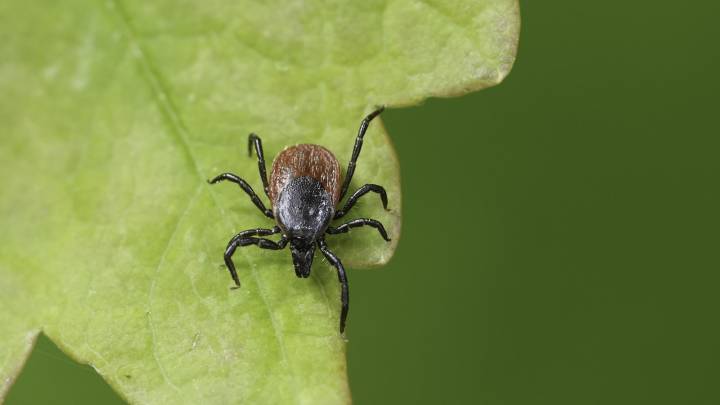 Does Tickseed Attract Ticks? What To Know Before Planting
