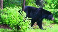 Bear causes concerns for Orlando man after wandering near his front door